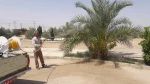 سمپاشی نهال  های خرمای  دانشکده پسران  2