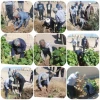 کاشت نهال در دانشگاه 2