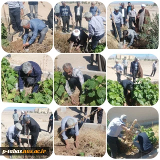کاشت نهال در دانشگاه