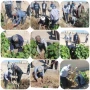 کاشت نهال در دانشگاه